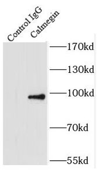 CLGN Rabbit Polyclonal Antibody