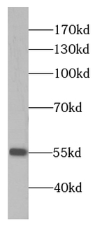 CAMK2G Antibody