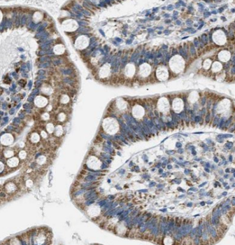 CPA3 Antibody