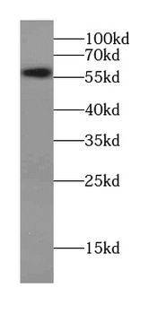CCT6A Antibody