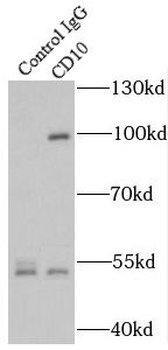 MME Antibody