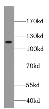 CDH10 Antibody