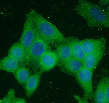 CDK1 Specific Rabbit Polyclonal Antibody