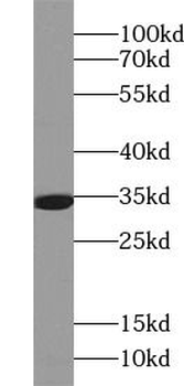 CDK1 Specific Rabbit Polyclonal Antibody