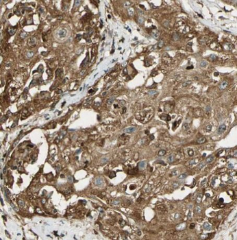 CDK1 Specific Rabbit Polyclonal Antibody