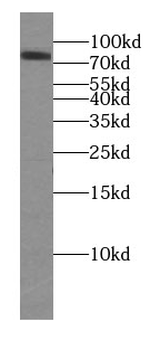 CHPF N-Terminal Antibody