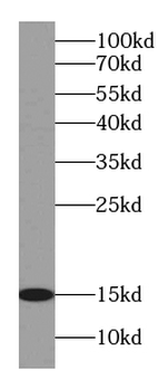 CISD2 Antibody
