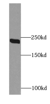CIT Rabbit Polyclonal Antibody