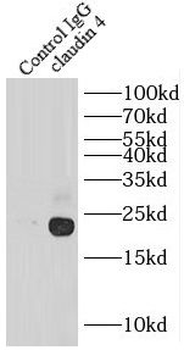 CLDN4 Antibody