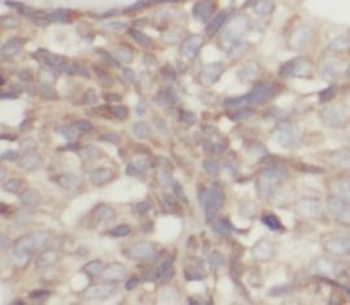 CLDN4 Antibody
