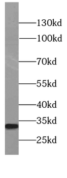 CLEC10A Antibody
