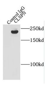 CLSPN Rabbit Polyclonal Antibody