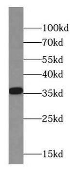 CNN2 Antibody