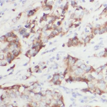 CNN2 Antibody