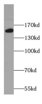 COL16A1 Antibody