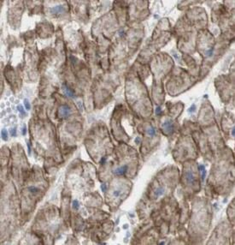 GJA1 Antibody