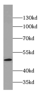 COPS2 Antibody