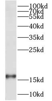 COX20 Antibody