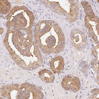 COX20 Antibody