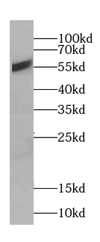 CREB3L1 Antibody