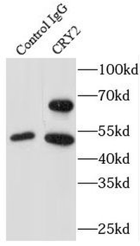 CRY2 Antibody