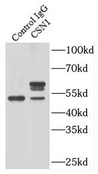 GPS1 Antibody