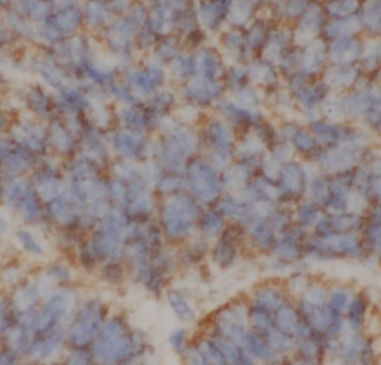 CUL4A Antibody