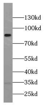 CX3CL1 Mouse Monoclonal Antibody