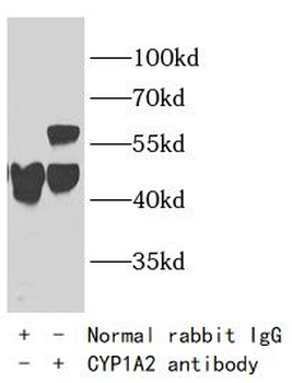 CYP1A2 Antibody