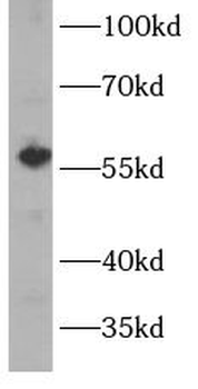 CYP1A2 Antibody