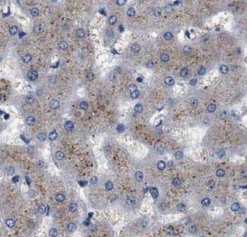 CYP1A2 Antibody