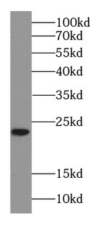 PPIC Antibody