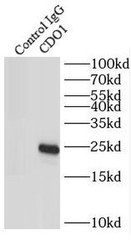 CDO1 Antibody
