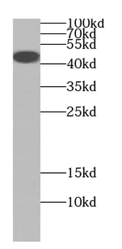 CYTH1 Antibody