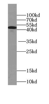KRT13 Antibody