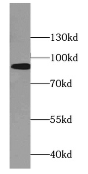 BRINP1 Antibody