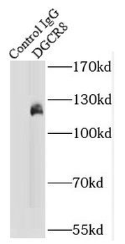 DGCR8 Antibody