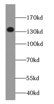 DGKK Antibody