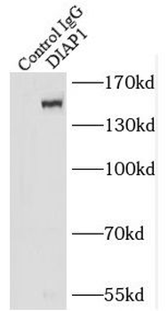 DIAPH1 Antibody