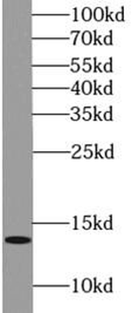 DMRTC1 Antibody