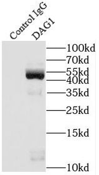 DAG1 Antibody
