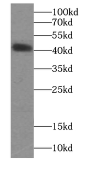 DAG1 Antibody
