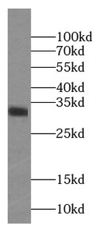 EEF1B2 Antibody