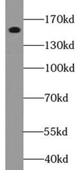 EGFR Antibody