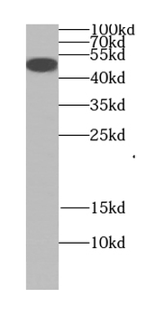 EFNB1 Rabbit Polyclonal Antibody