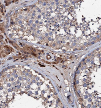 EXD1 Antibody