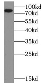 EXOC7 Antibody