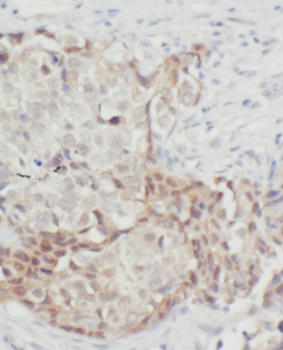 FABP7 Antibody