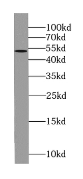ABRAXAS1 Antibody