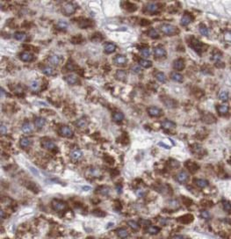 FAM3C Antibody